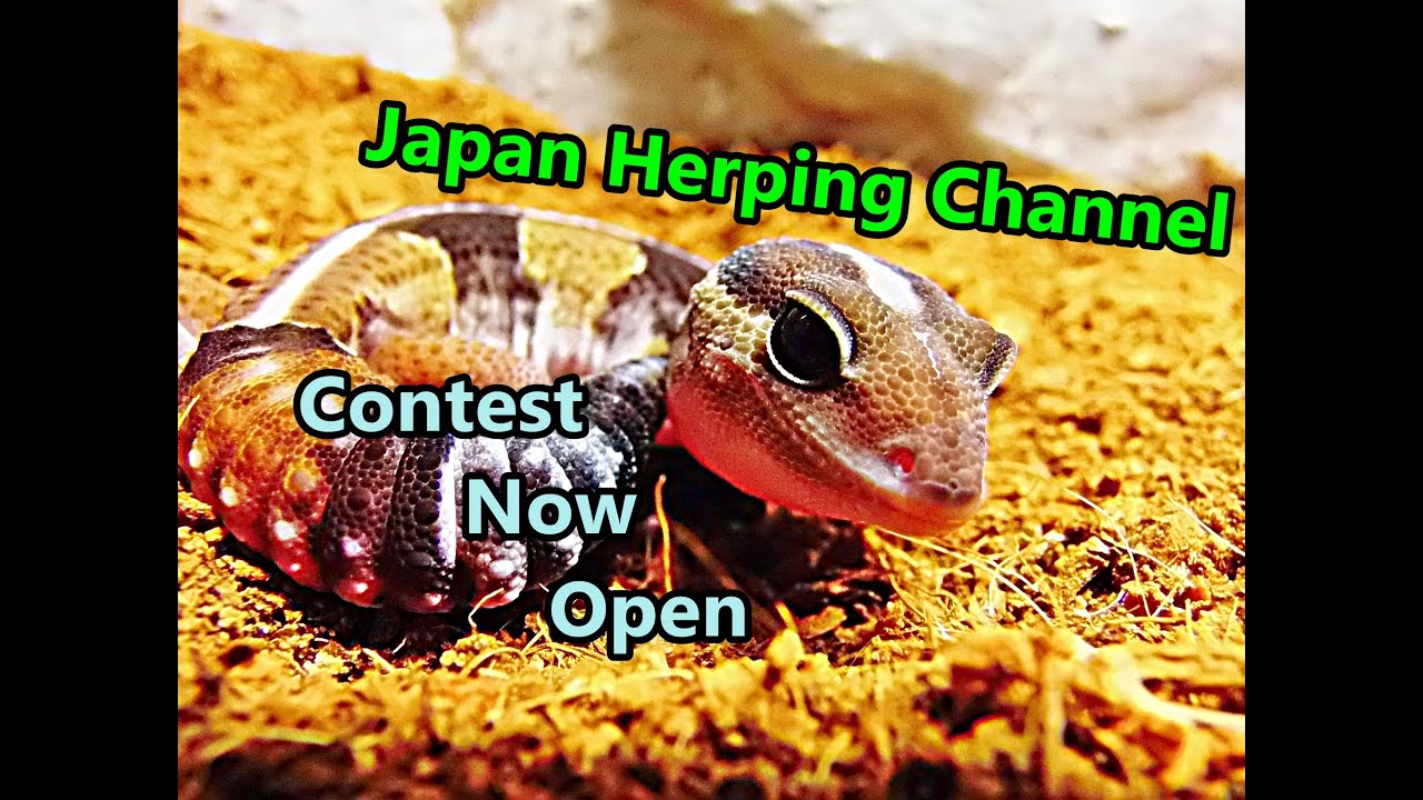 newt animal meaning in hindi Japan Herping Channel/ Autumn contest (now closed)