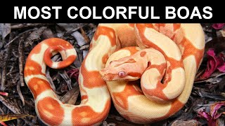 Most Colorful Locality and Morph Boa Constrictors! Wealth