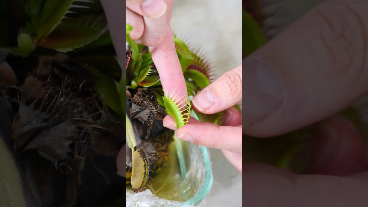 ☝️☝️☝️ Mira el video completo ☝️☝️☝️ Alimentando a una Venus Atrapamoscas con Sangre Humana