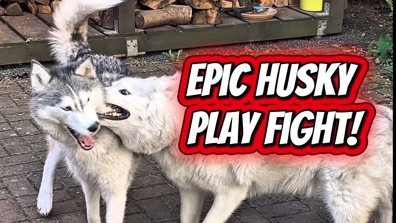 Айла и Аким: драка хаски и забавные приключения с лейкой | Видеоблог о жизни хаски