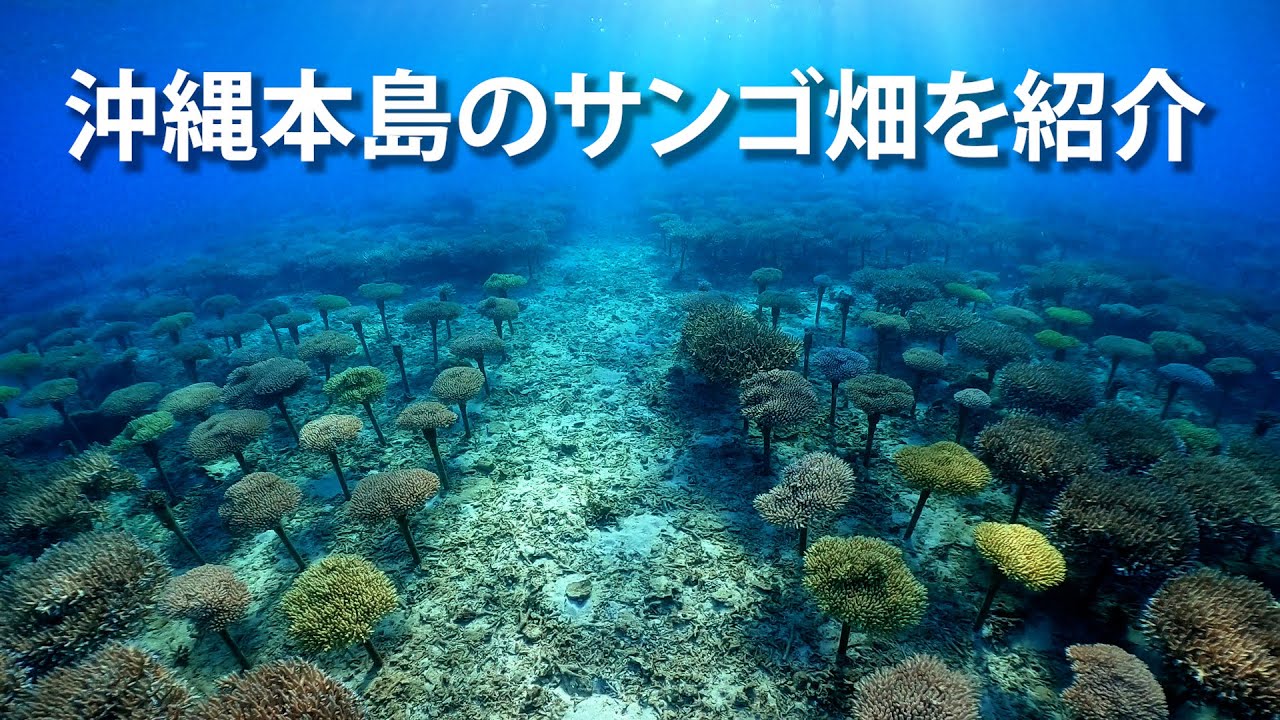 恩納村のサンゴ養殖場｜沖縄の穴場シュノーケリングビーチ