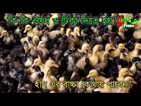 প্রথম দিন থেকে হাঁস এর বাচ্চা পালন কিভাবে করবেনএবং খাবার~Duckling baby from day one,bd