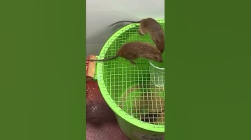 Bẫy chuột không dùng thuốc #shorts