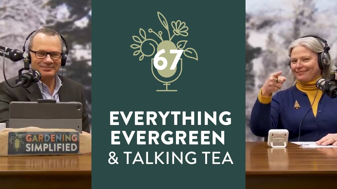 Everything You Need To Know About Evergreens and Talking Tea With Debra Knapke | 67
