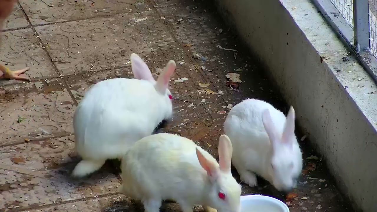 Bunnys Rabbits Meal time Enjoying in Aviary Master Cage| having Food with Birds