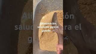 Alimentación saludable para el ganado #vaca #fincas