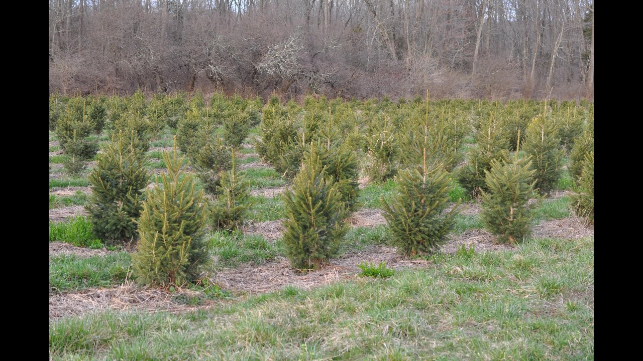 Bucks county tree farm how to plant christmas trees YouTube