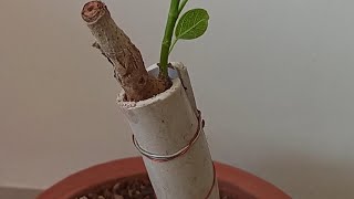 Exposed Root Bonsai | How To Make Exposed Root Bonsai | Ficus Bonsai | #Shorts