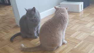 Another passive aggressive staredown between two British Shorthairs