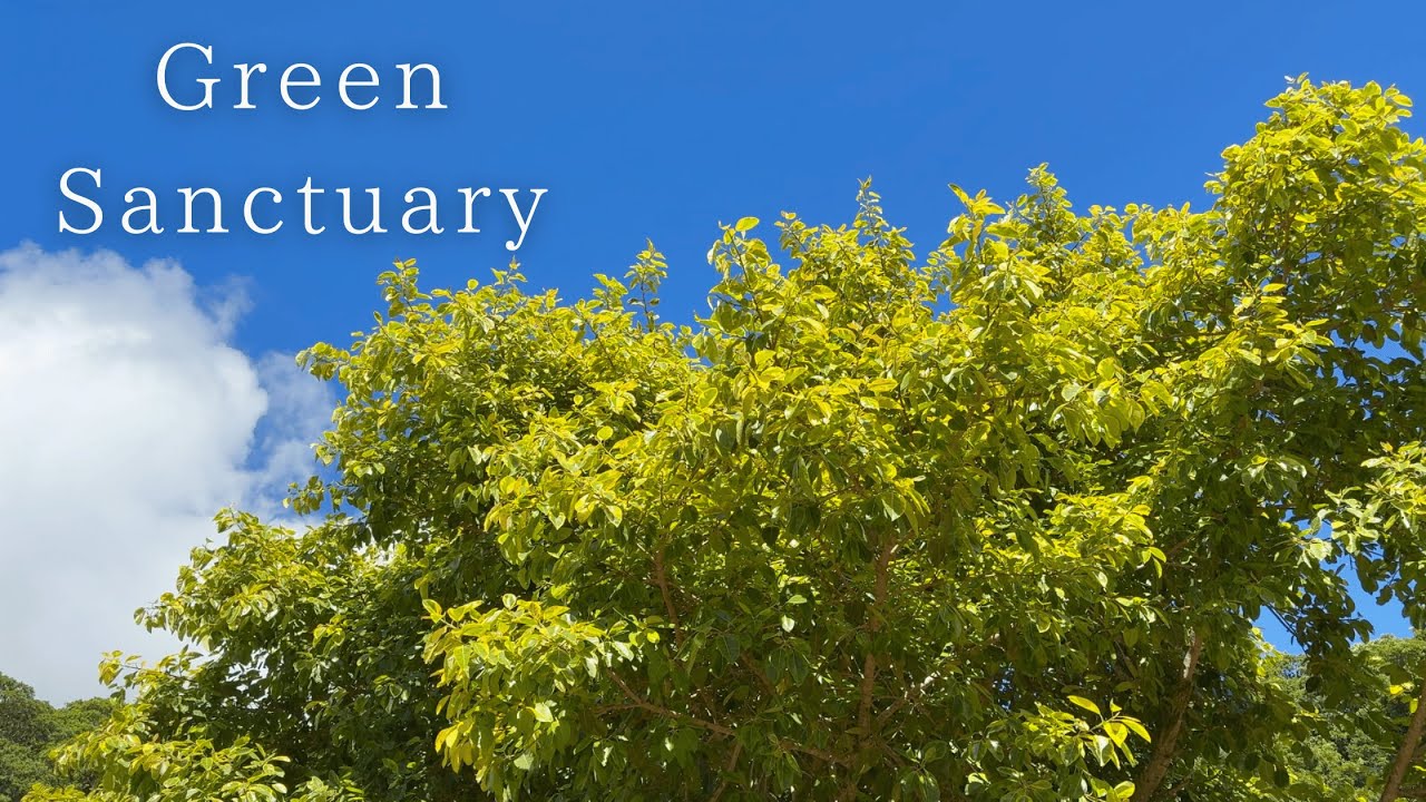 Okinawa Slow Living VLOG 01: Тихое утро с растениями, котом и морем | Тихий влог ASMR