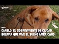 La nueva vida de Canelo: el perro sobreviviente de Ciudad Bolívar que vive sueño americano | Pulzo