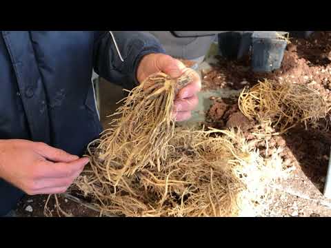 Video: Divisione di piante Hosta: come e quando dividere una pianta Hosta