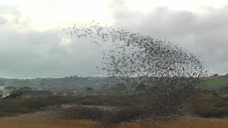 Starling Murmuration - The Starlings of Long Rock Flocking - étourneau murmuration