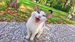 I’ve Been Visiting This Stray Cat for 6 Years, and She Still Gets So Happy to See Me