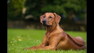 Top 10 Facts about Rhodesian Ridgeback by Animal Fire TV 25,433 views 5 years ago 4 minutes, 51 seconds