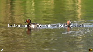 De Dodaars Op Het Waterzuivering Bassin