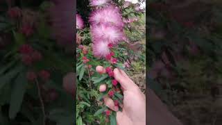 Nakaka relax sa garden ang dwarf calliandra powder puff pink #powderpuff