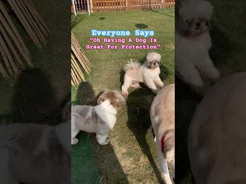 Shih tzu guard
