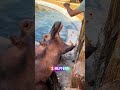 Er kam zurück nur um das Nilpferd zu füttern