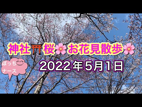 #166【ぼっちナース💉】北海道旭川市上川神社⛩🌸お花見散歩🌸（asahikawa,sakura)