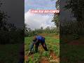 gulma yang ada dilahan kembalikan ke tanah akan terfermentasi alami jadi penyubur#video#shorts#fyp