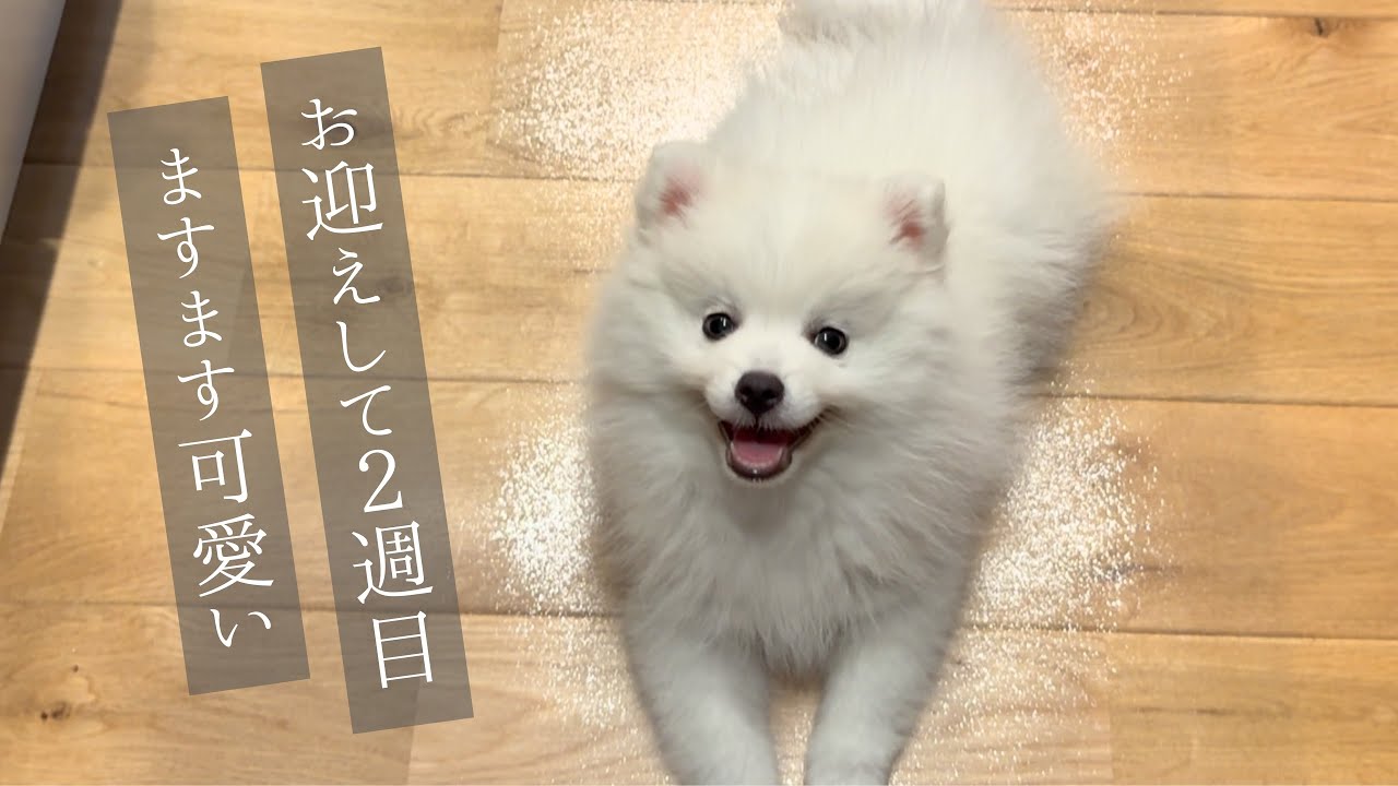 お迎えして２週目ますます可愛い子犬【しつけ始めました】