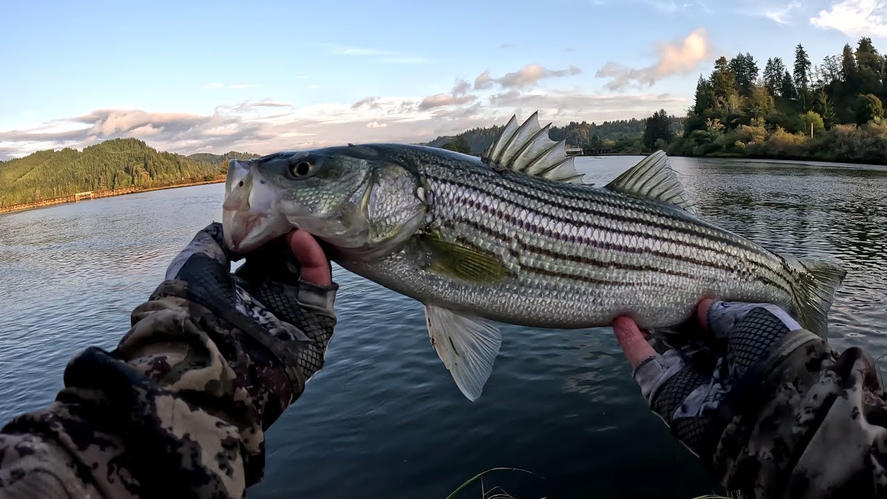 Ловля полосатого окуня в Орегоне