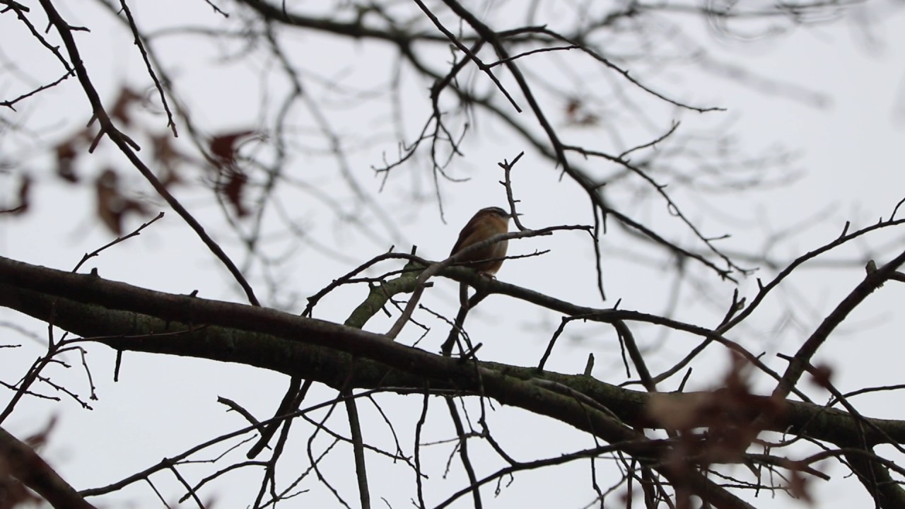 Carolina Wren birds chirping