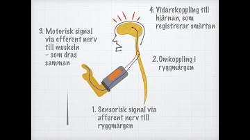 Vad är det för skillnad mellan motoriska och sensoriska nerver?