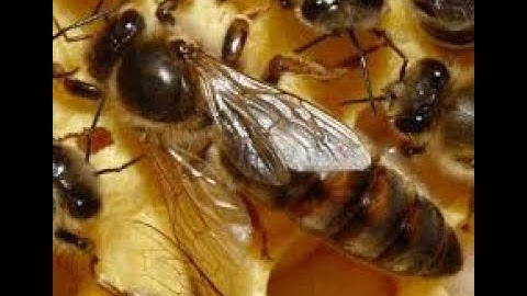 Watch this video before you add a queen to a "queenless" hive