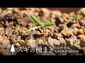 スギの種まき～発芽【Bonsai diary 盆栽日記 4/9】初心者の簡単盆栽の作り方 やり方 杉 春 Cedar Sowing seeds spring EOS R5