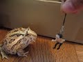 エガちゃんおめでとう
