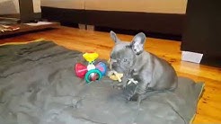 French Bulldog Puppies Sale in Chicago, IL