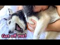 My husky freaks out when we try to cuddle with her