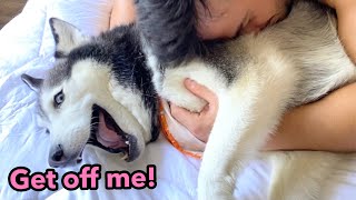 My Husky FREAKS OUT When We Try To Cuddle With Her!