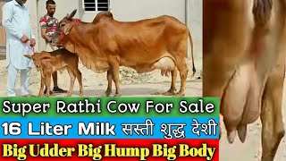 Big Udder Big Body Super Rathi Cow For Sale || 16 Liter Milk || Dairy Cow Farm Talk