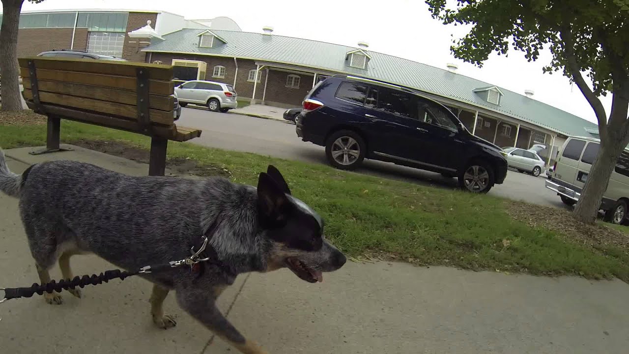 Damien and DoggerJogger Bike Dog Leash Review at Great Iowa Pet Expo