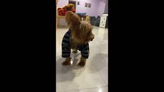 Yorkie's Adorable Confusion: Standing Still, Looking Lost, and Walking Weirdly in Baby's Shirt! 😂