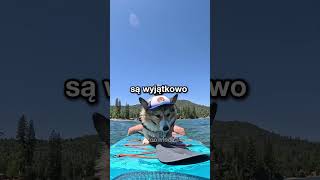 corgi jeździ lepiej na desce niż ludzie