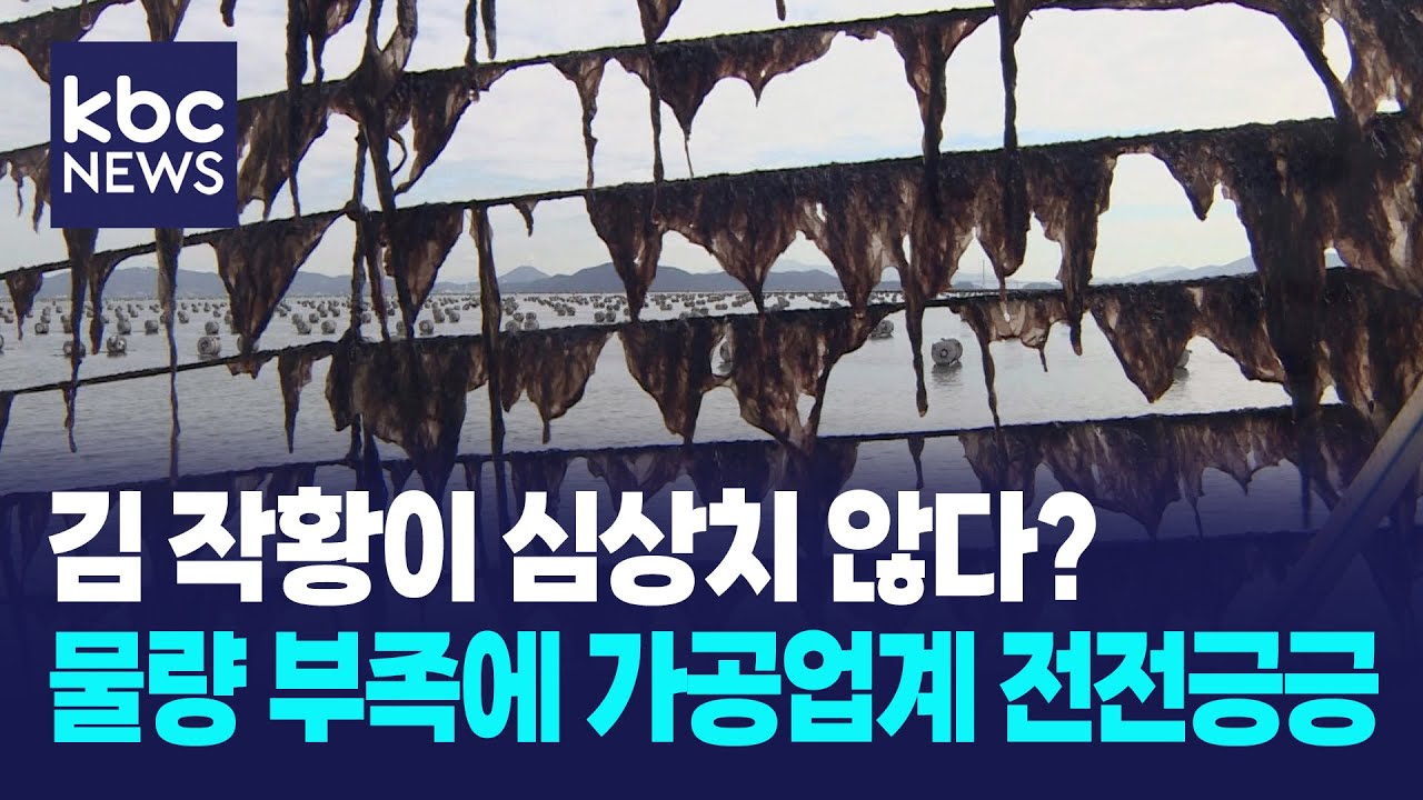 김 작황 심상치않다...심한 수온 변화에 갯병까지 / KBC뉴스
