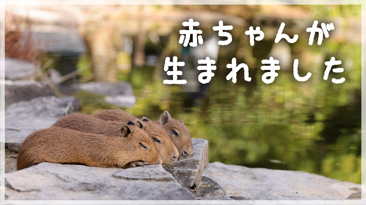 Congratulations] An adorable baby capybara was born for the first