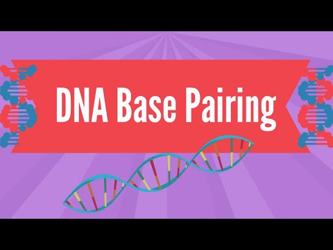 ვიდეო: რა არის დნმ-ის ბაზის წყვილები?