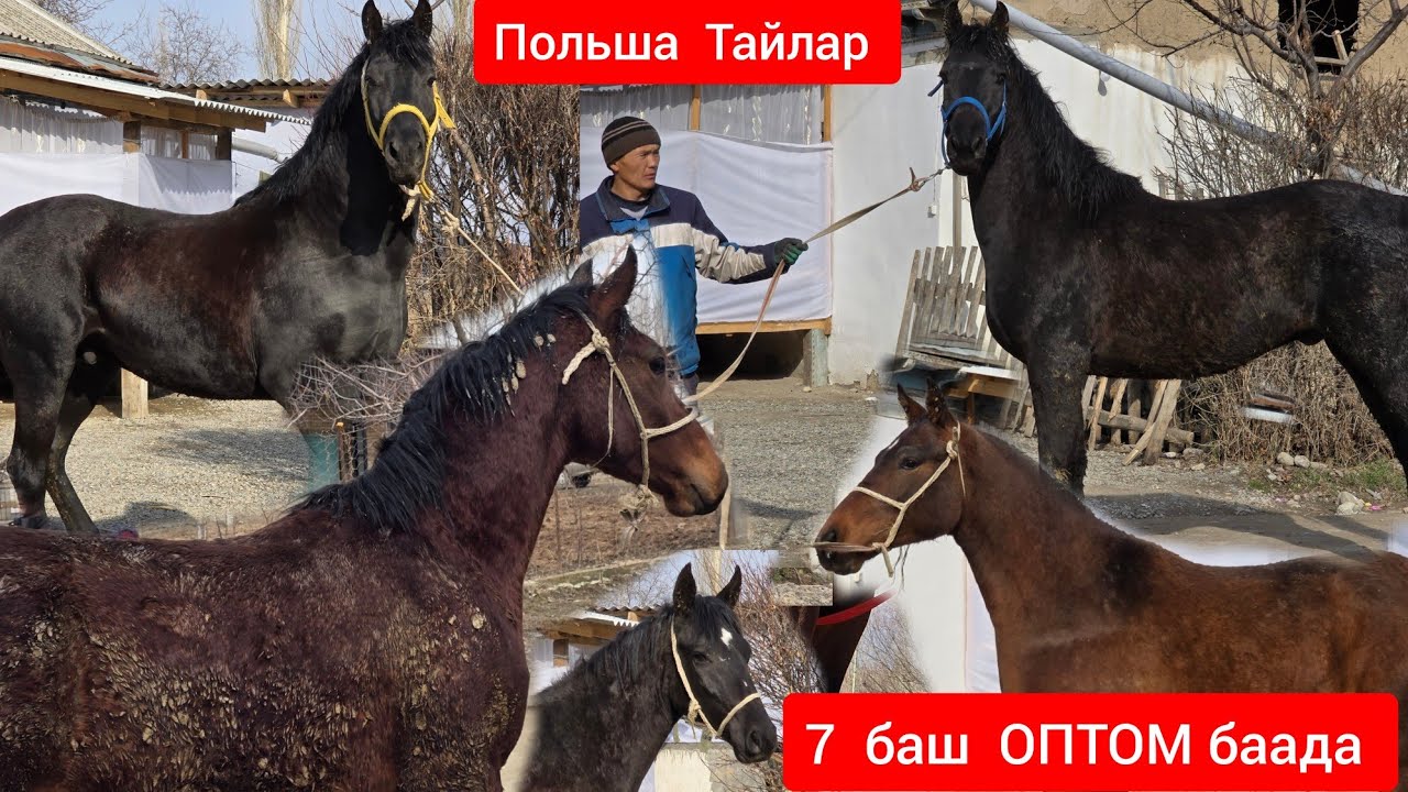 Польша   Тайлар  ОПТОМ баада Баары Сатылат  7  баш