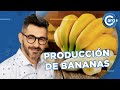 CÓMO ES LA PRODUCCIÓN BANANA