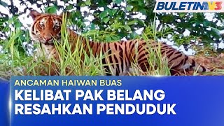 ANCAMAN HAIWAN BUAS | Kelibat, Kesan Tapak Kaki Harimau Belang Resahkan Penduduk