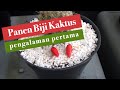 #16 | PANEN BIJI KAKTUS CABE - PENGALAMAN PERTAMA | 10072020