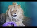 Просили видео: "Дуся принесла сосиску львенку Симба", СМОТРИТЕ! #симбаживи