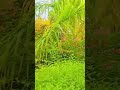 VIDEO | Shahariya | #Pavan Singh, #Shivani Singh | Urban | New Bhojpuri Song | Bhojpuri Ghana 2026