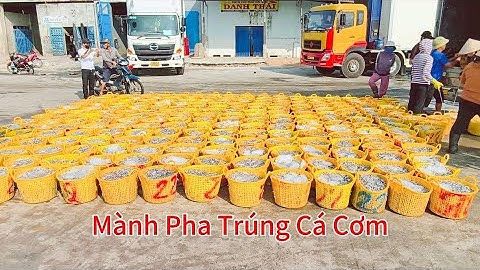 Ghe Mành Pha Tiếp Tục Trúng Cá Cơm Tại Cảng Cá LaGi