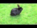 Black bunny rabbit walking outside